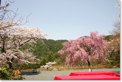 松山閣　桜